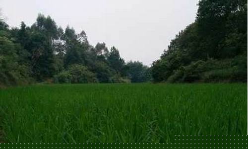 连平天气_连平天气预报30天查询