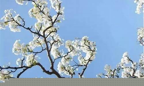 梨树天气预报40天_梨树天气预报40天