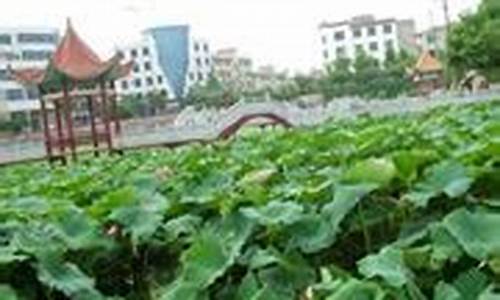 嘉禾天气预报一周天气_嘉禾天气预报