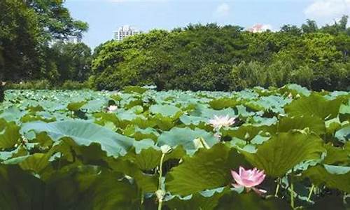 洪湖市天气预报2345最新消息_洪湖天气预报30天洪湖